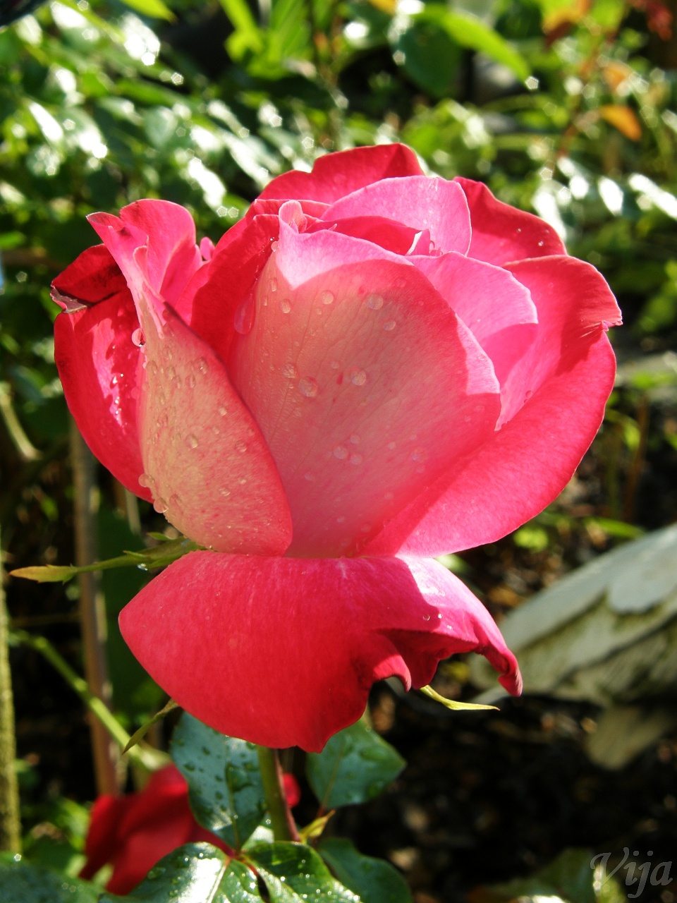 růže1.jpg