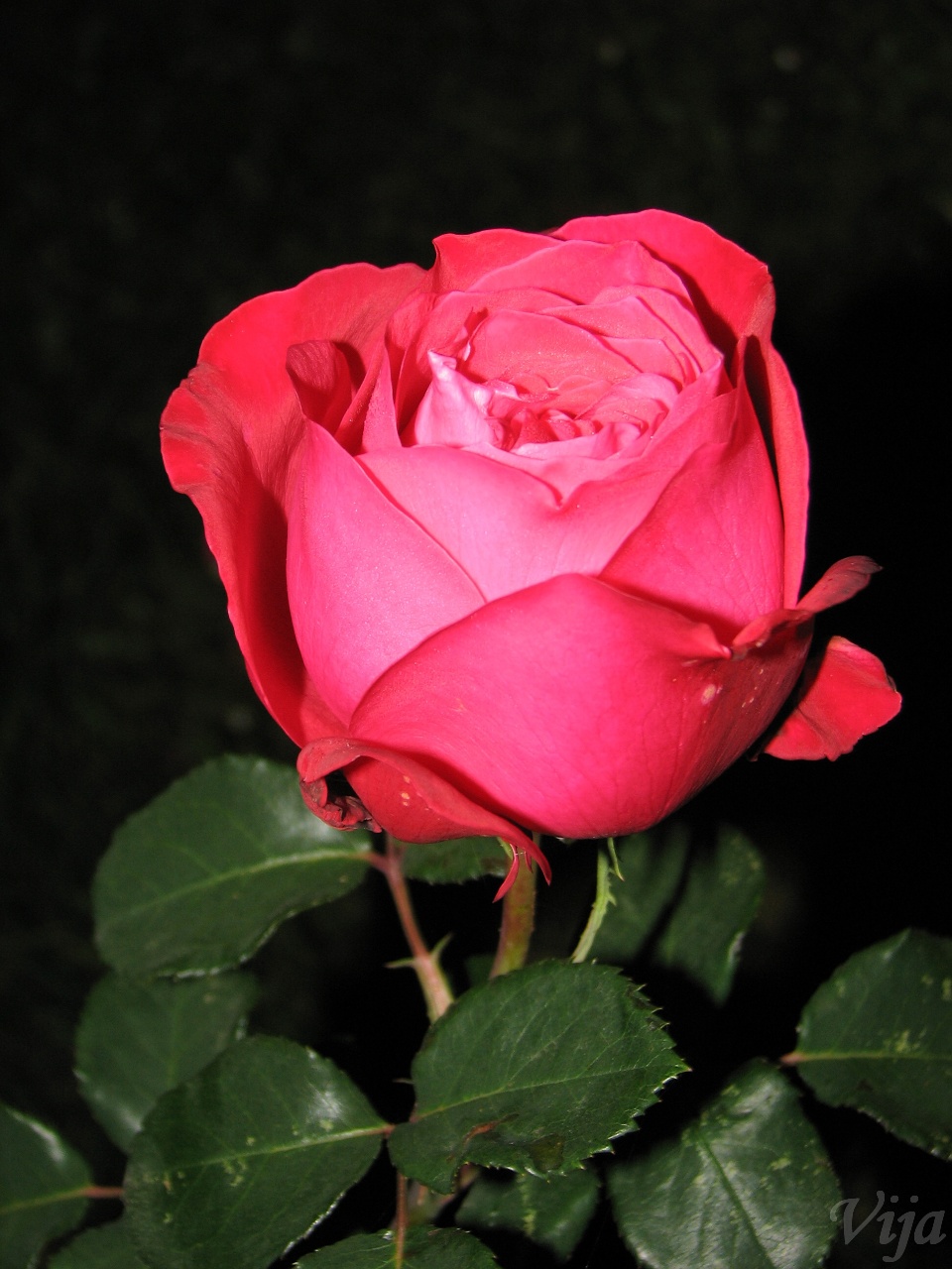 růže9.jpg