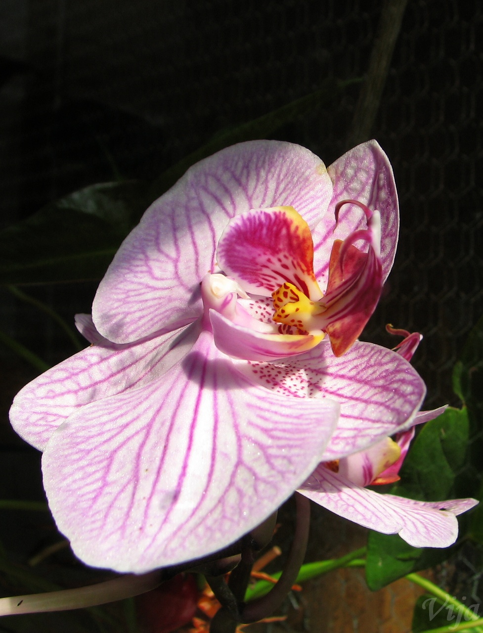 orchidej3.jpg