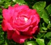 růže3.jpg