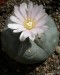 kvetoucí kaktus.jpg
