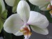 orchidej2.jpg
